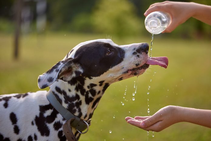 Dog drinks water from plastic bottle