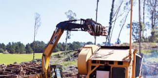 Crews remove invasive eucalyptus trees