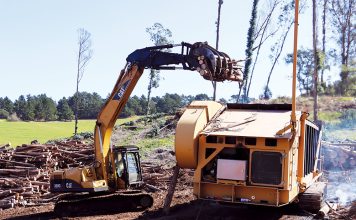 Crews remove invasive eucalyptus trees