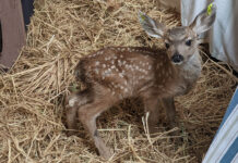 Rescued fawn