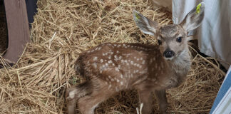 Rescued fawn