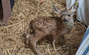 Rescued fawn