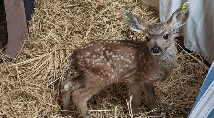 SPCA Monterey County warns against āfawn-nappingā as spring season begins Rescued fawn