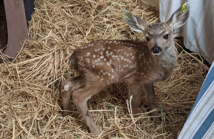 Rescued fawn