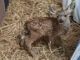 Rescued fawn