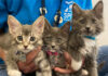 SPCA kittens
