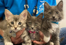 SPCA kittens