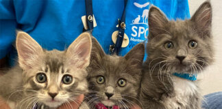 SPCA kittens