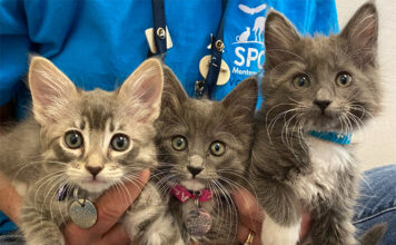 SPCA kittens