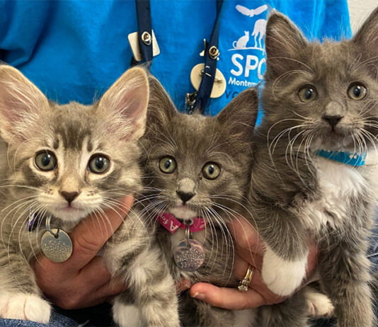 SPCA Monterey County seeks foster volunteers for 187 rescued puppies, kittens SPCA kittens