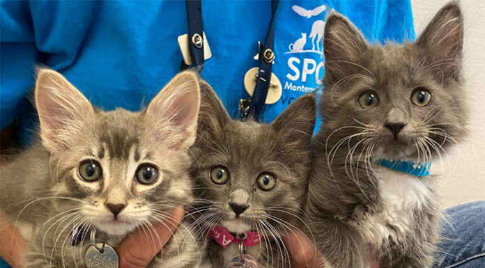 SPCA kittens
