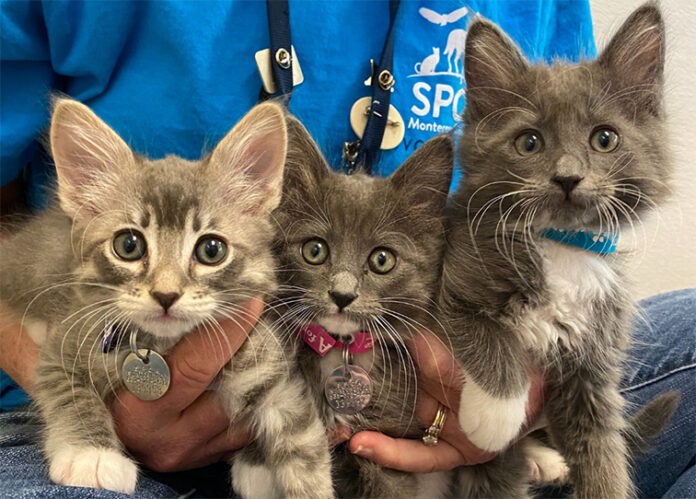 SPCA kittens