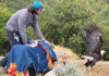 Bald eagle flies free after recovering at SPCA Monterey County’s wildlife rescue center bald eagle