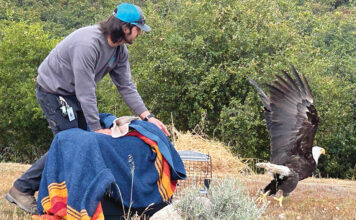 bald eagle