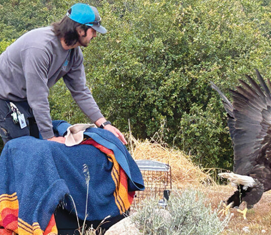 bald eagle