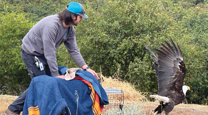 Bald eagle flies free after recovering at SPCA Monterey County’s wildlife rescue center bald eagle