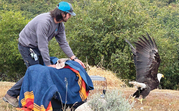 bald eagle