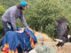 Bald eagle flies free after recovering at SPCA Monterey County’s wildlife rescue center bald eagle