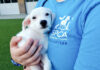 SPCA volunteer with puppy