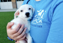 SPCA volunteer with puppy