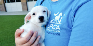 SPCA volunteer with puppy