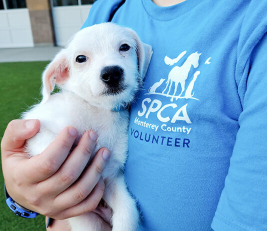 SPCA volunteer with puppy