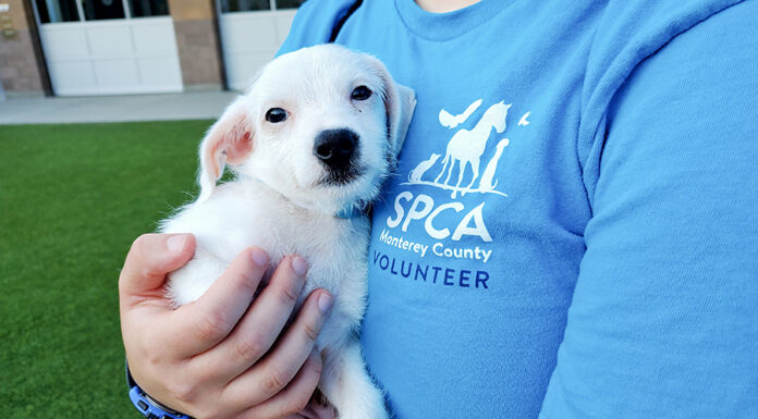 SPCA volunteer with puppy