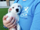 SPCA volunteer with puppy