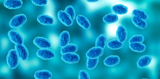 Colony of the Bordetella pertussis bacterium that causes pertussis, a whooping cough
