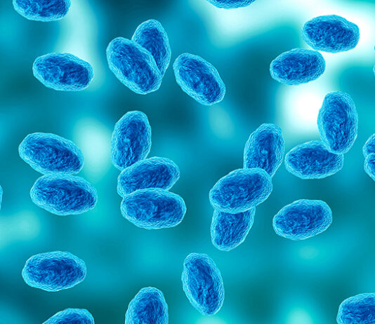 Colony of the Bordetella pertussis bacterium that causes pertussis, a whooping cough