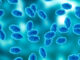 Colony of the Bordetella pertussis bacterium that causes pertussis, a whooping cough