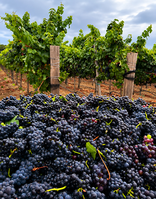 Scheid Vineyards harvest