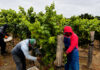 Scheid Vineyards harvest