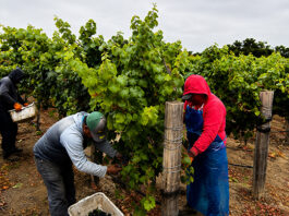 Scheid Vineyards harvest