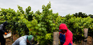 Scheid Vineyards harvest