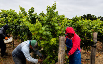 Scheid Vineyards harvest