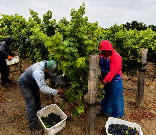 Scheid Vineyards harvest