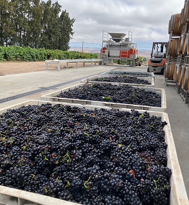 Scheid Vineyards harvest