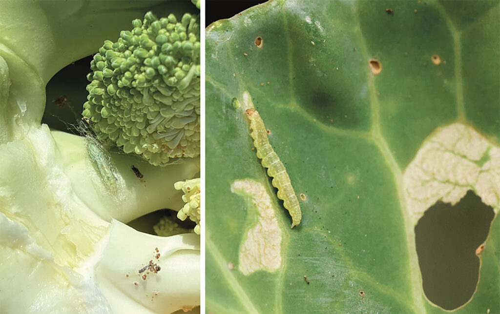 Diamondback moth