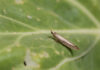 Adult diamondback moths lay their eggs on the leaves of brassica plants