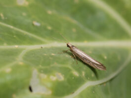 Adult diamondback moths lay their eggs on the leaves of brassica plants