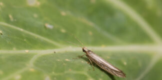 Adult diamondback moths lay their eggs on the leaves of brassica plants