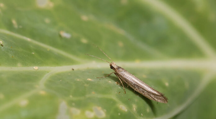 Adult diamondback moths lay their eggs on the leaves of brassica plants