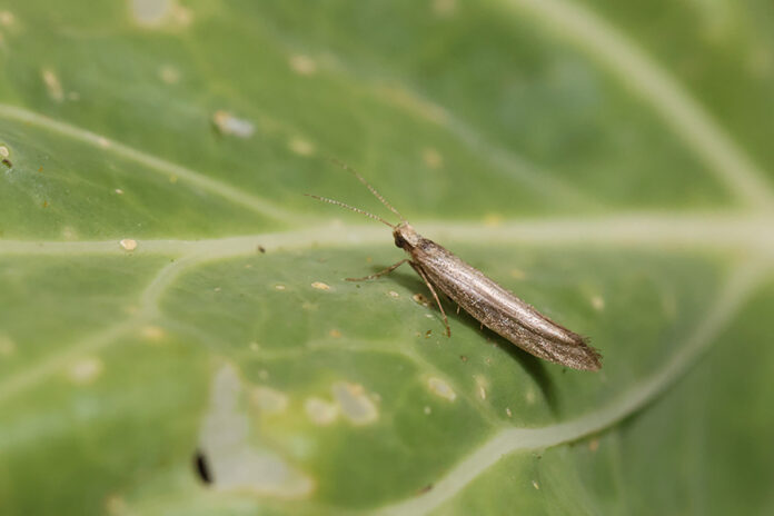 Adult diamondback moths lay their eggs on the leaves of brassica plants