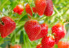strawberries