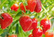 strawberries