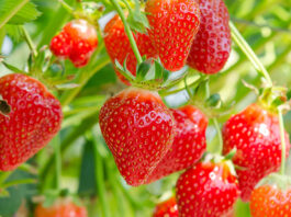 strawberries