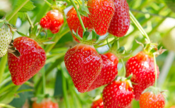 strawberries