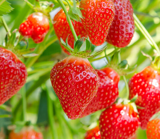 strawberries