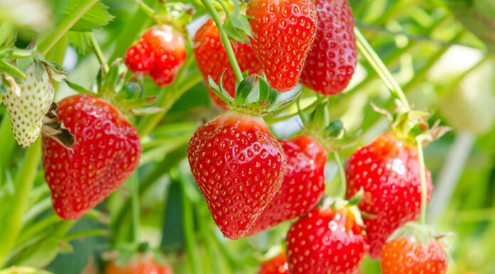 Monterey County crop value dips 3% in 2025 as strawberries remain top commodity strawberries